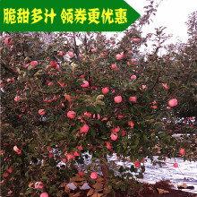 包邮 山东烟台栖霞红富士苹果水果新鲜脆农家特产一箱5斤 当季