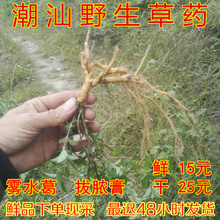 野生新鲜现采雾水葛根 粘榔 咄脓膏糯米脓见消拔脓膏全草500g包邮