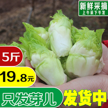 新鲜脆嫩抱儿菜母子娃娃菜抱子芥菜泡菜原料五斤包邮