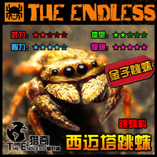 非捕另类活体宠物蜘蛛 Simaetha.sp TE猎奇 香港西迈塔跳蛛