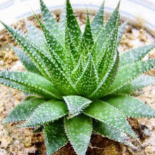 多肉植物雪花芦荟波露凌锦防辐射吸甲醛盆栽 特价