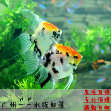 黑神仙鱼熊猫神仙白燕子三色神仙鱼热带鱼观赏鱼七彩神仙熊猫神仙