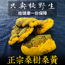 纯天然金边可切块非500g桑黄茶孔菌灵芝 桑树桑黄野生特级250g正品