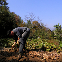 你弄我农 带泥土 一斤价格 请务必先看介绍哈 散装 老品种红薯