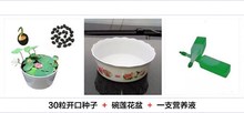 Water Lotus Lotus Easy Living Pond nourishing indoor Water L