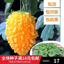 包邮 水果苗 赖葡萄苗包活水果苗种籽四季易种癞瓜金铃子赖葡萄果