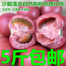 现摘沙瓤自然熟番茄纯天然西红柿新鲜时令蔬菜农家5斤装 普罗旺斯