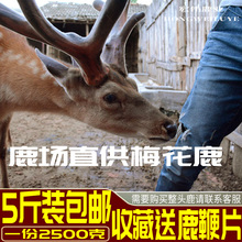 东北特产新鲜梅花鹿鹿肉即食现杀整只新鲜鹿肉鹿场直销5斤装 包邮
