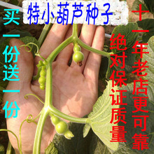 20粒纯正特小手捻葫芦种子籽美国迷你阳台文把玩盆栽草里金铁包金