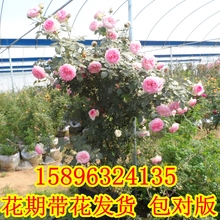进口藤本月季玫瑰蔷薇花苗龙沙宝石大苗带花苞带花假一赔十 欧洲