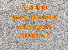 蚕卵 115元 两广二号 蚕宝宝 蚕种 包邮 蚕仔 2018年全国