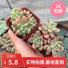 香奈儿群生多头 状态好贵货网红多肉室内盆栽组合小群 刘大大多肉