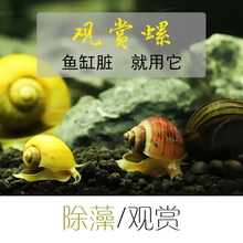 观赏螺活体除藻螺黄金螺大和藻虾淡水斑马螺蜜蜂角螺鱼缸除藻套餐