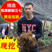 新鲜三七种植云南文山四年活三七根须生田七粉泡酒三七苗山七 包邮
