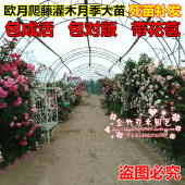 欧月欧洲爬藤月季大苗奥斯汀大游行粉色龙沙宝石攀援花卉带花苞