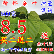 桑叶新鲜嫩桑叶七彩蚕宝宝食物养蚕桑叶桑树叶蚕宝宝饲料新鲜桑叶