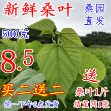 桑叶新鲜嫩桑叶七彩蚕宝宝食物养蚕桑叶桑树叶蚕宝宝饲料新鲜桑叶