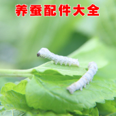 养蚕宝宝配件大全 结茧网清理网鹅毛养蚕手册方格簇饲养盒