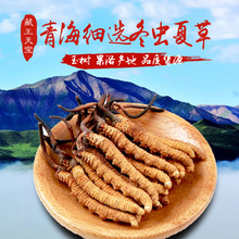 买10g送1g2019头期新鲜西藏那曲冬虫夏草1克2根玉树冬虫草正品