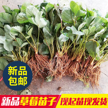 草莓苗特价 一件10棵 包邮 草莓苗四季结果草莓苗可盆栽 地栽