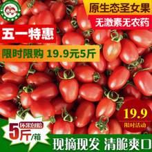 五斤樱桃小番茄西红柿孕妇儿童水果无公害自然熟 包邮 新鲜 圣女果