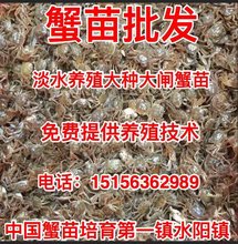 小蟹苗活体长江蟹苗淡水养殖中华绒螃蟹苗大闸蟹扣蟹苗5斤包邮