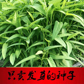 包邮 蟋蟀牌柳叶空心菜种子青菜叶水生栽盆四季寿光蔬菜仔春夏秋籽