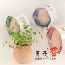 新奇微型小植栽 幸运蛋植栽小盆栽微景观摆件办公桌创意小绿植物
