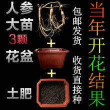 东北3支大号人参苗送土肥花盆山参苗鲜人参野山参人参盆栽包邮