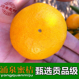 桔子橘子水果新鲜当季薄皮青皮蜜桔柑橘酸10