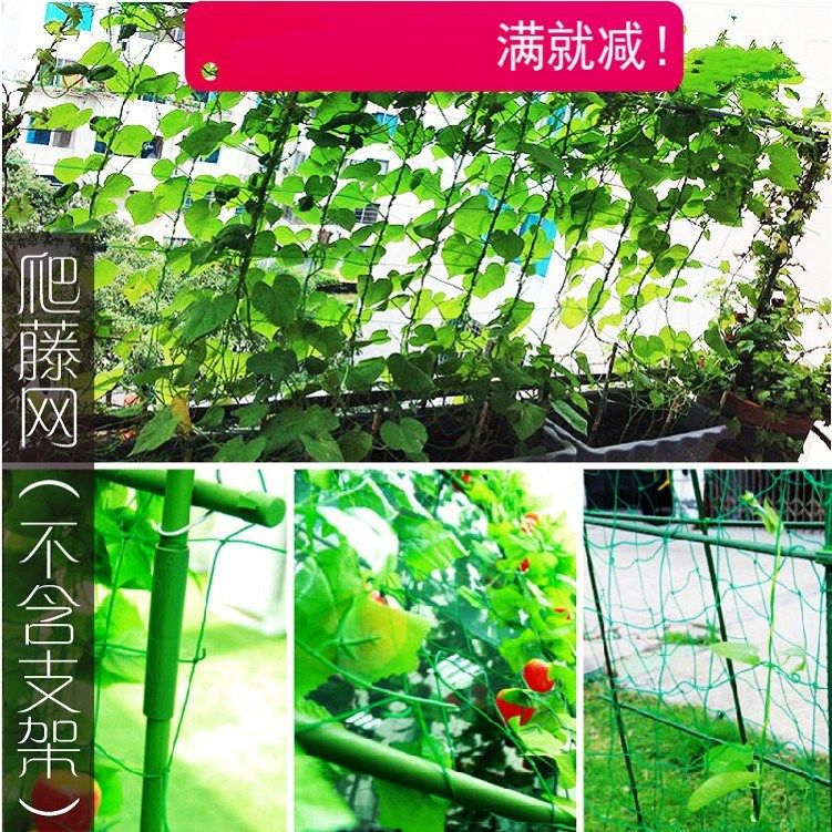 百香果篱笆式搭架图解,百香果搭架最新技术(3) - 伤感说说吧