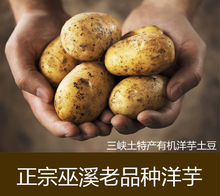 包邮 新鲜土豆重庆市巫溪老品种洋芋土豆马铃薯2018新洋芋9斤装