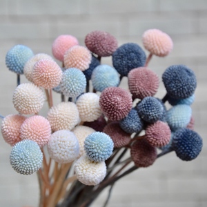 马卡龙色系黄金球永生花一束5颗出口级高档DIY花材保鲜花束花艺