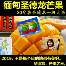 新鲜现摘坏单包赔 正宗品质 瑞丽口岸直发 缅甸圣德龙芒果 30斤装