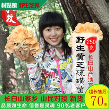 金芝干品250g长白山野生灵芝 硫磺菌野生长白山黄灵芝正品