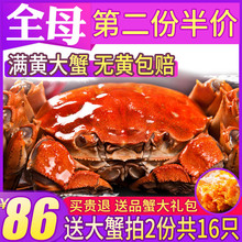 阳澄湖大闸蟹8只装螃蟹鲜活 大闸蟹鲜活 阳澄湖 全母 特大蟹螃蟹