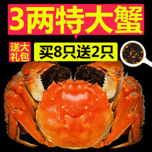 【买8送2】大闸蟹鲜活螃蟹2.8-3.0两 公母随机清蒸河蟹10只礼盒装