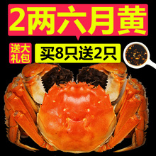 天螯大闸蟹鲜活螃蟹2.2-2.5两10只公蟹全母蟹随机海鲜水产礼盒装