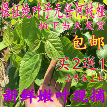 蚕宝宝食用天然养蚕桑树叶 包邮 龟鳖口粮 桑叶新鲜 现摘新鲜大桑叶