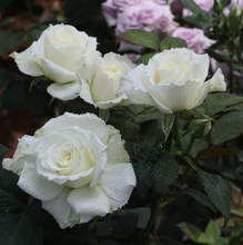 抗病好阳台庭院栅栏花园爬藤花卉植物 白色龙沙宝石 藤本月季花苗
