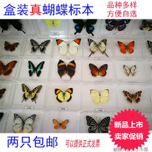 包邮 昆虫标本套装 真昆虫标本盒 透明盒装 幼儿园教学 真蝴蝶