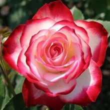 丰花抗病性好藤本庭院芳香花园植物玫瑰 进口欧月龙沙宝石瑞典女