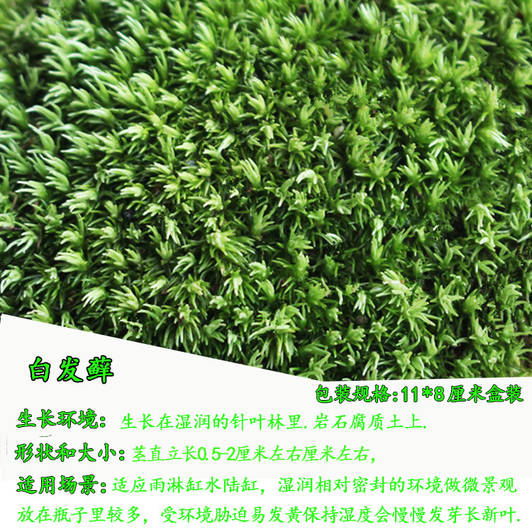 苔藓景观短绒藓鲜活青苔种子盆栽铺面假山水微景观生态缸造景植物