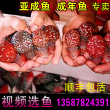 罗汉鱼活体起头 泰金罗汉 爆头 金花罗汉鱼 鸿运成鱼 罗汉鱼 亚成