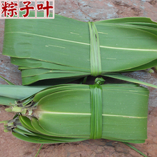 云南中草药材店 种子苗 扫把花 莽草 粽子叶草 野生粽叶芦50张9元