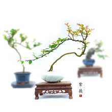 家居盆栽绿植摆件 紫薇造型盆景 百日红精品提根 文人雅玩