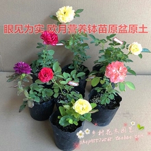 爬藤植物蔷薇 包邮 大游行龙沙宝石藤本奥斯丁欧月月季苗 绿植花卉