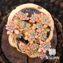 黑莓 群生多头老桩一物一拍多肉植物花卉盆栽优品多肉云南基地