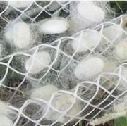 白蚕 质量保证促销 结茧网 春蚕 桑蚕 蚕宝宝活体宠物专用结茧网