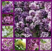 盆栽可开花植物丁香花树苗浓香花卉香飘十里 丁香苗 丁香花苗